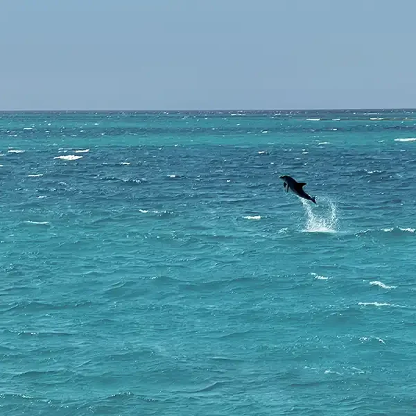 Best Dolphin Watching Moodtours Hurghada