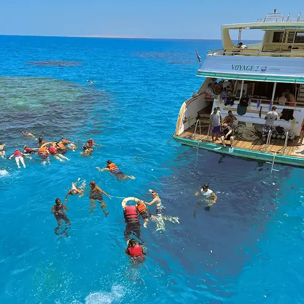 Best Dolphin Watching Moodtours Hurghada