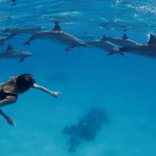 Dolphins Moodtours Hurghada