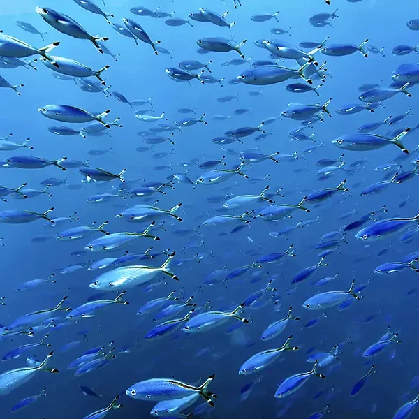 Moodtours Scuba Diving