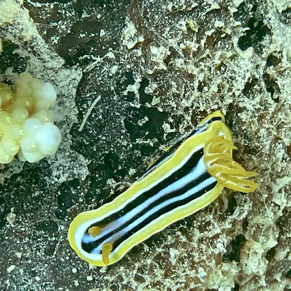 Moodtours Scuba Diving