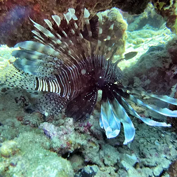 Moodtours Scuba Diving