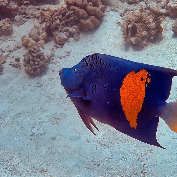 Moodtours Scuba Diving