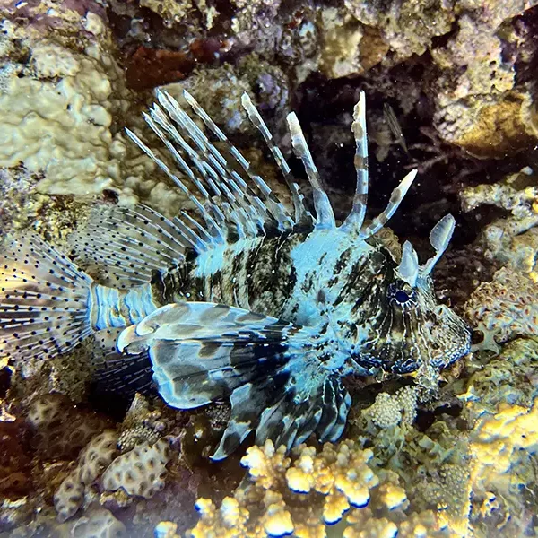 Moodtours Scuba Diving