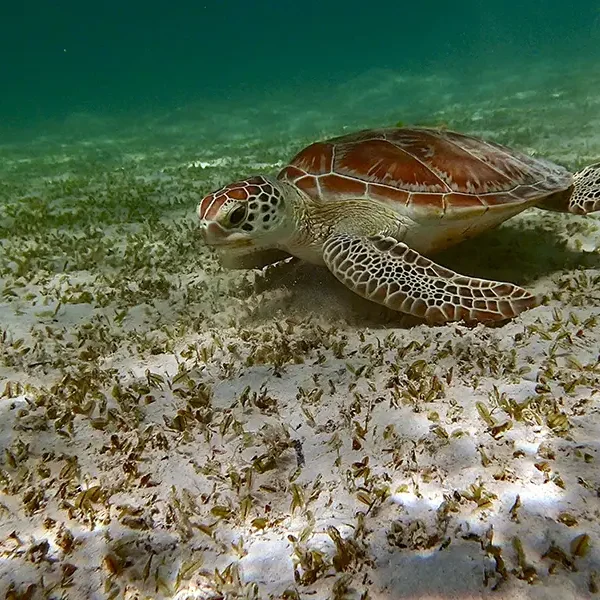 Moodtours Scuba Diving