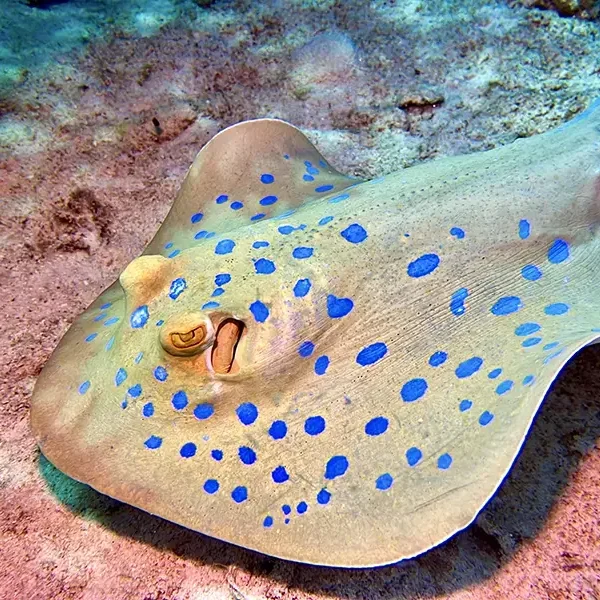 Moodtours Scuba Diving