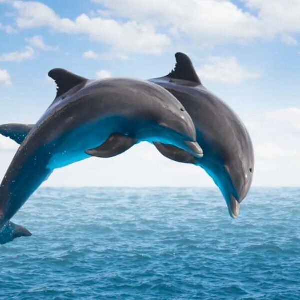 Dolphins Moodtours Hurghada