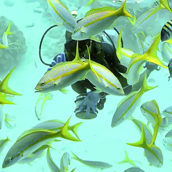 Royal Seascope Submarine Hurghada – Semi-Submarine Tour & Snorkeling